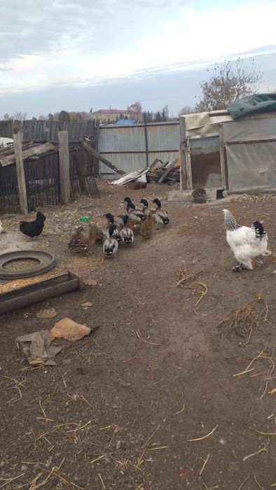 Продам уток и селезня