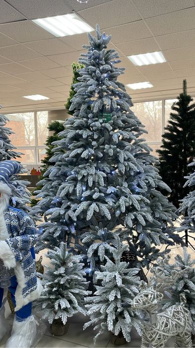 Шырша жап жана дом быта