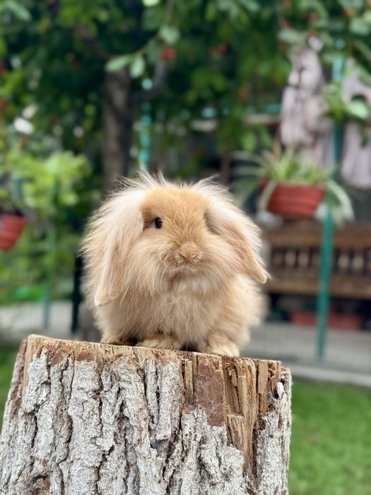 Karlik Quyon. Карликовый кролик