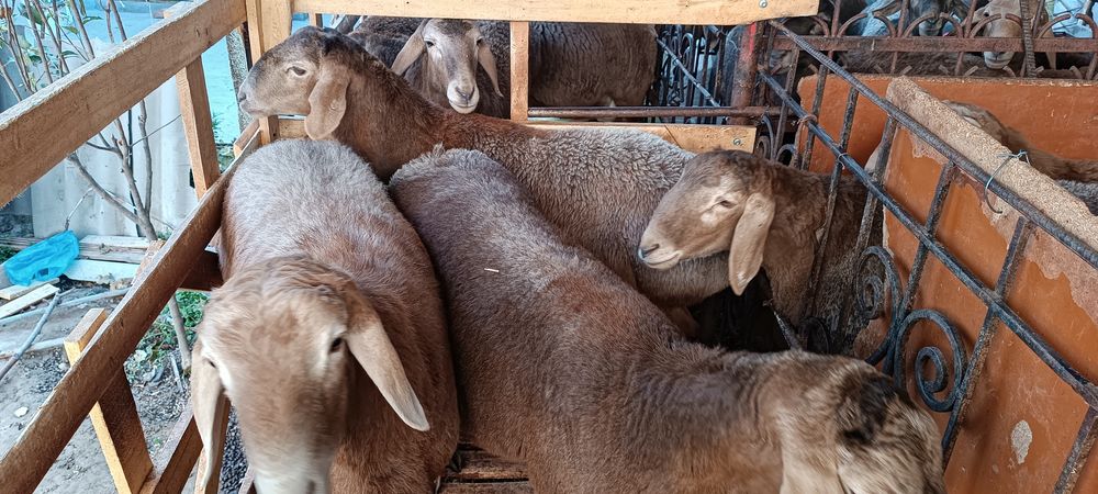 Boqma qozila sotiladi