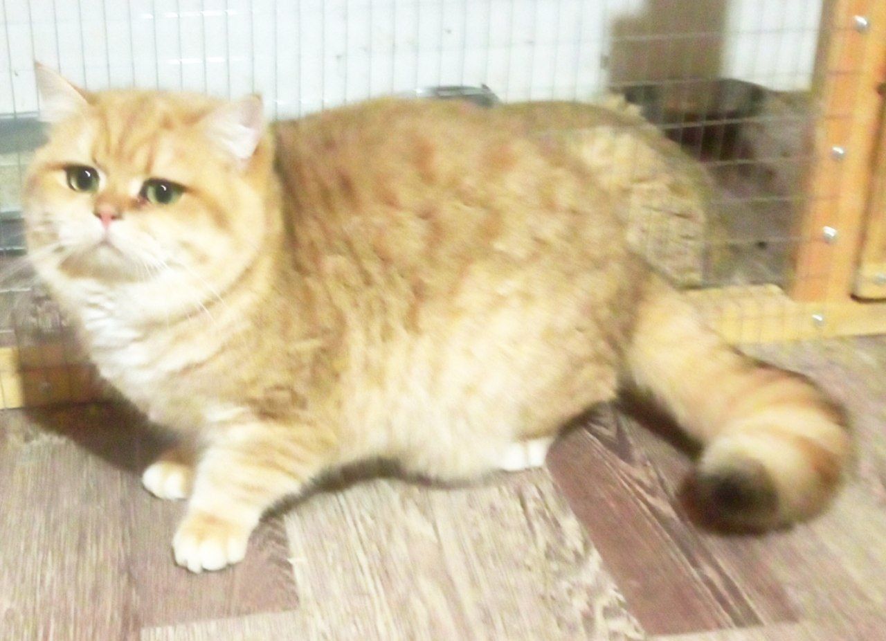 Вязка британского кота