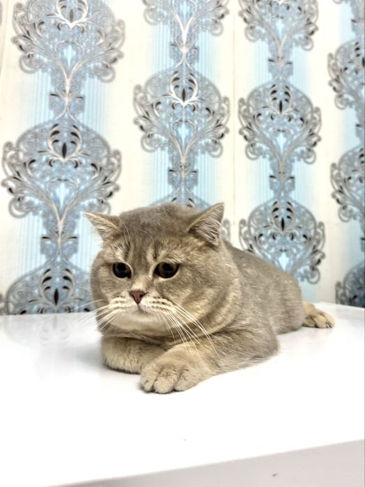 Продается котенок шиншила