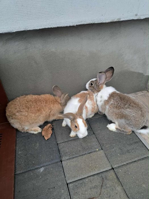 Vand 3 iepuroi hycole