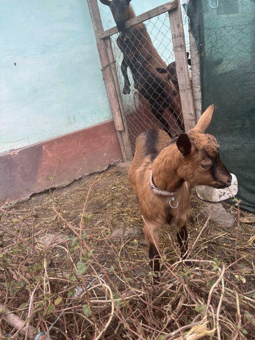 Vand ieduta alpina franceza