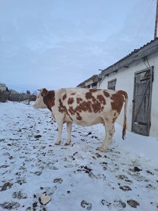 2 сауылын сиыр сатылады!