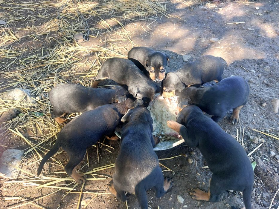 Продавам чистокръвни Лудогорски гончета.