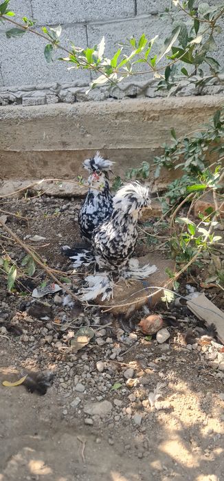 Товук сотилади тоза япон