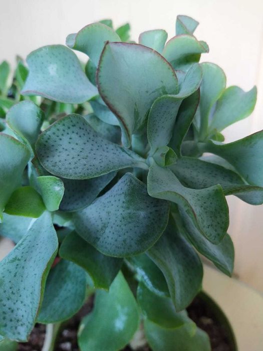 Крассула древовидная, пестролистная, ампельная