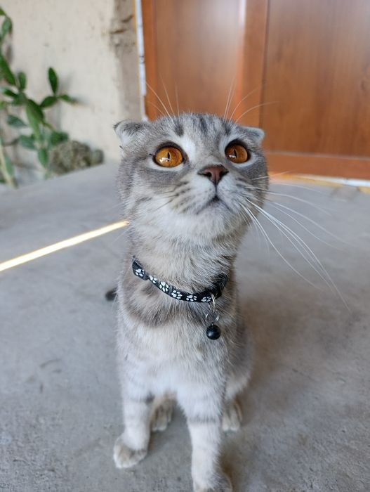 Scottish Fold Shotlandski (Shustri) Seriy