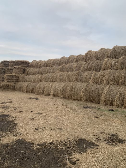 Продам сено рулон