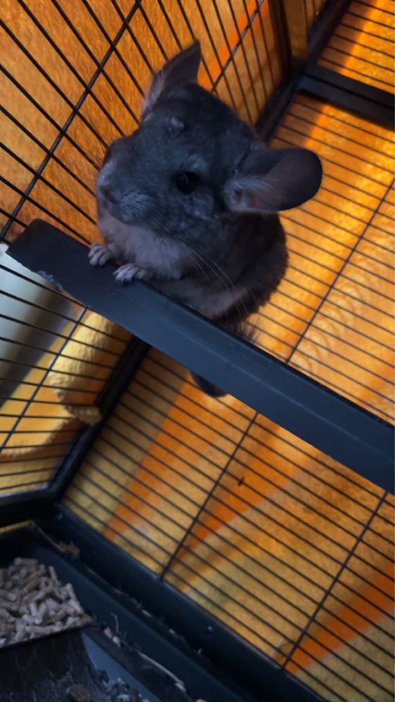 Chinchilla pereche