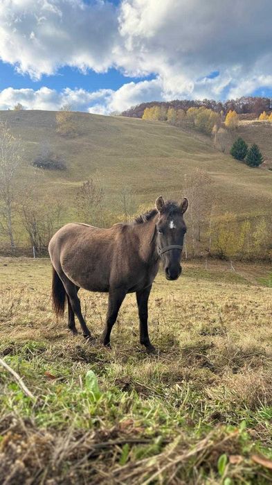 Iapa hutul rasa pura cu manz
