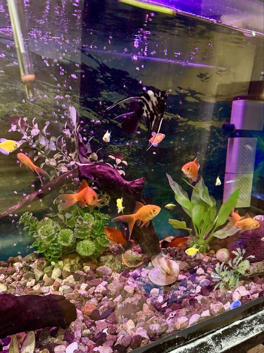 Аквариум фирменный 60 литров, новый. В полном комплекте!