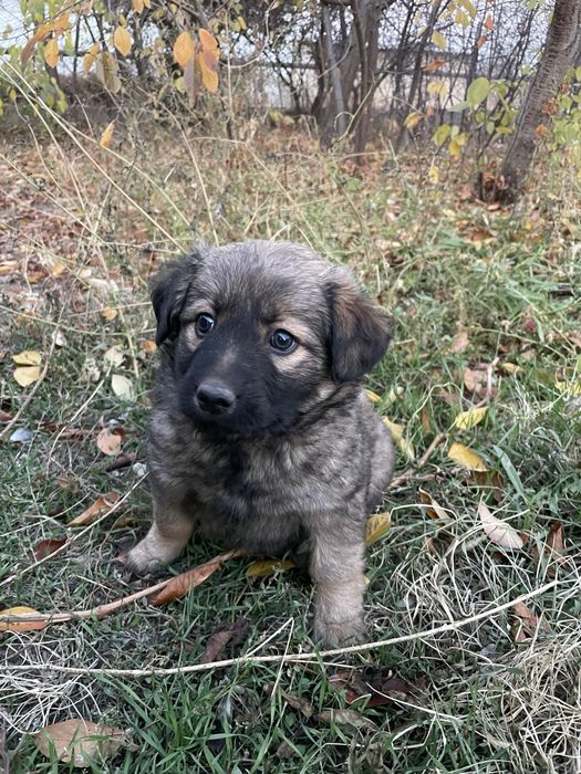 Щенки охраники звонки