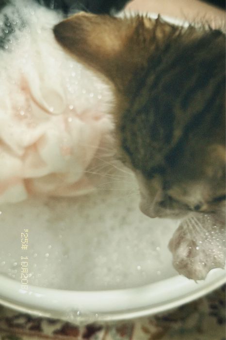 котят отдам  бесплатно