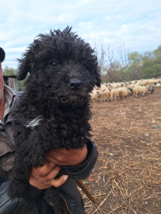 Catei mudi de 8 saptamani, vaccinati