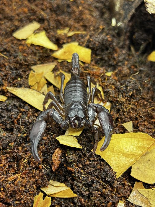 Heterometrus Laoticus (азиатски горски скорпион) 2024