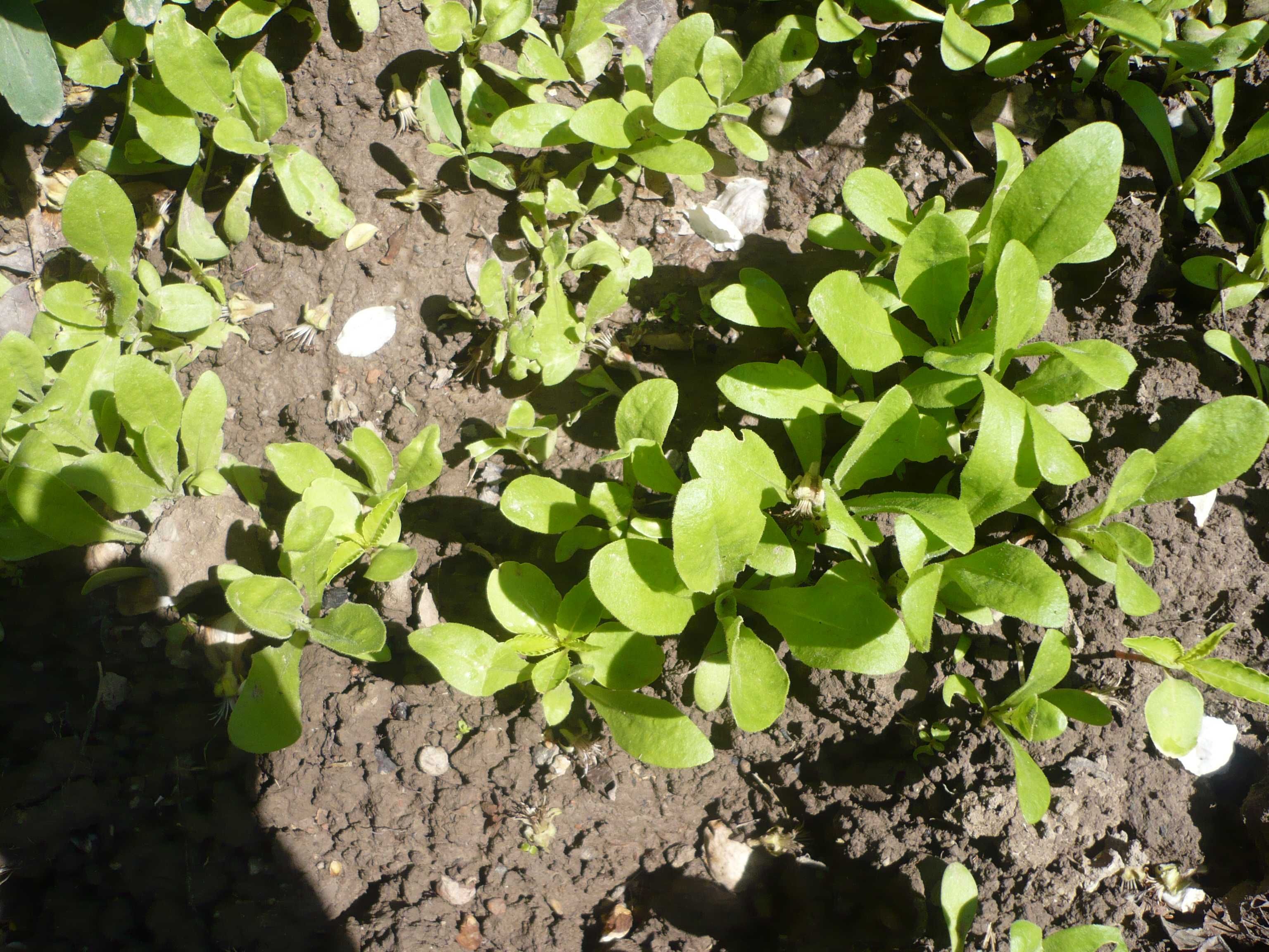 Рассада календулы (ноготки) – садовое и лекарственное растение