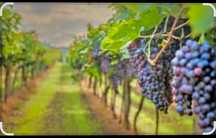 Struguri pentru vin