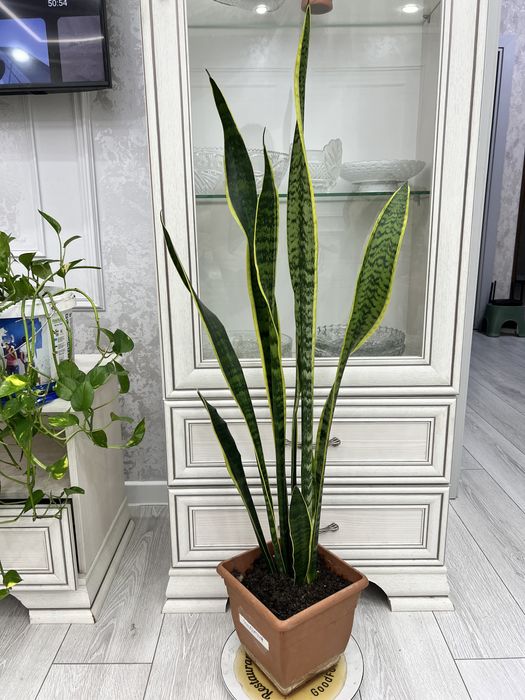 Продам комнатные свиты