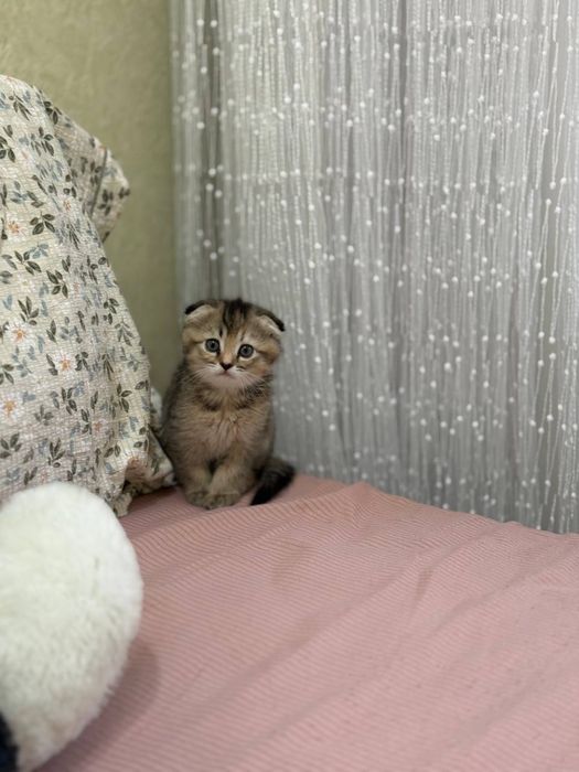 Золотис Британский Шиншиллла