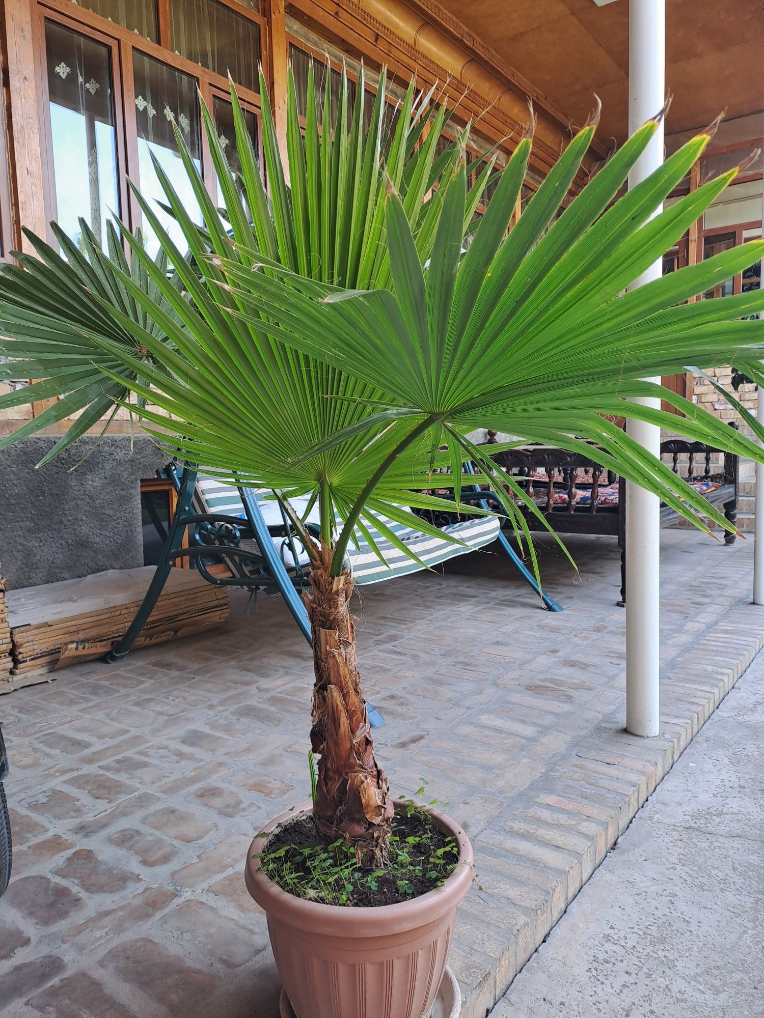 Palma gul sotiladi