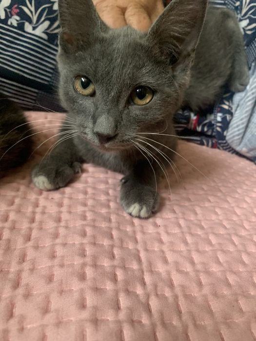 Отдам котенка