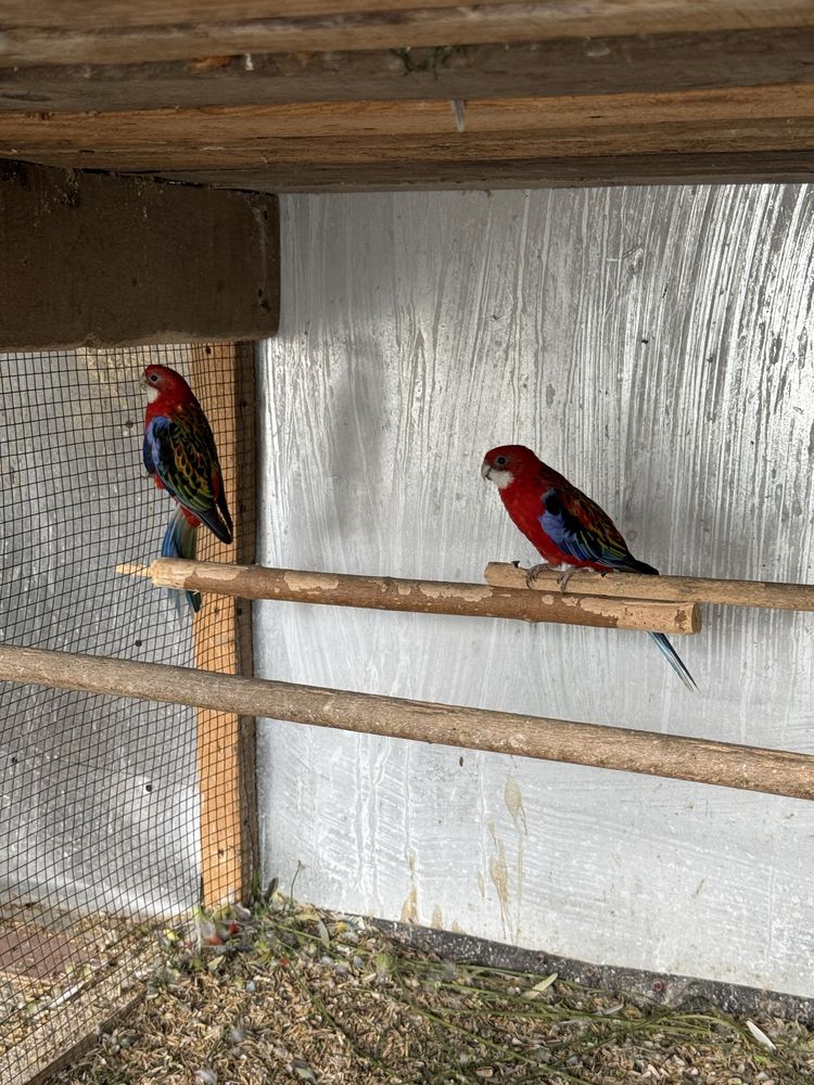 Pereche matura reproducatoare de papagali rosella rubin