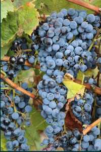 Struguri de vin de Vrancea livrăm in toată țara