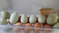 Ouă găini Araucana - fără colesterol