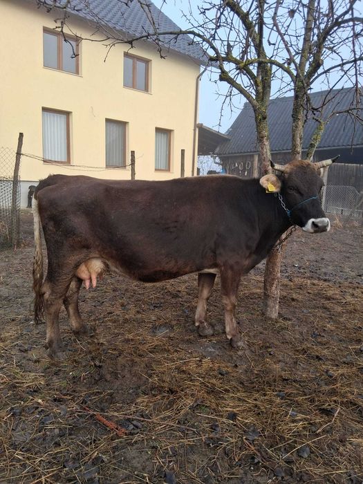 Vacă brună de maramureș