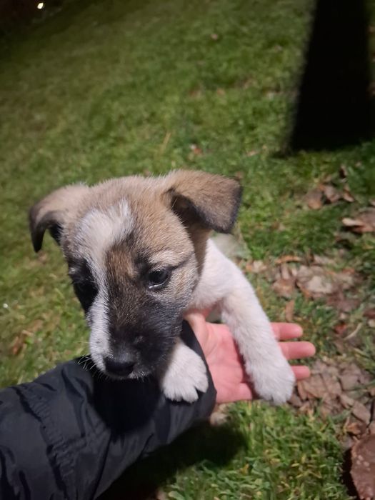 Adopție cățeluşă abandonată
