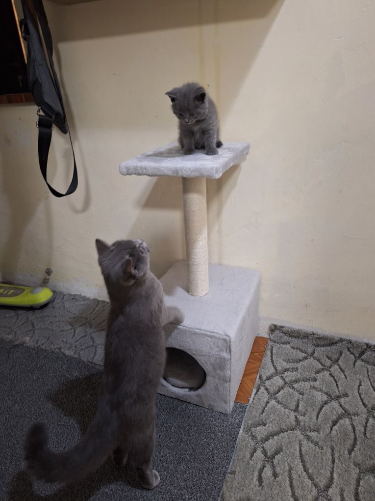 Котешки драскалки