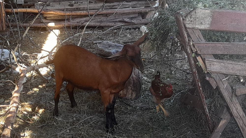 Țap ciut genetic 4luni