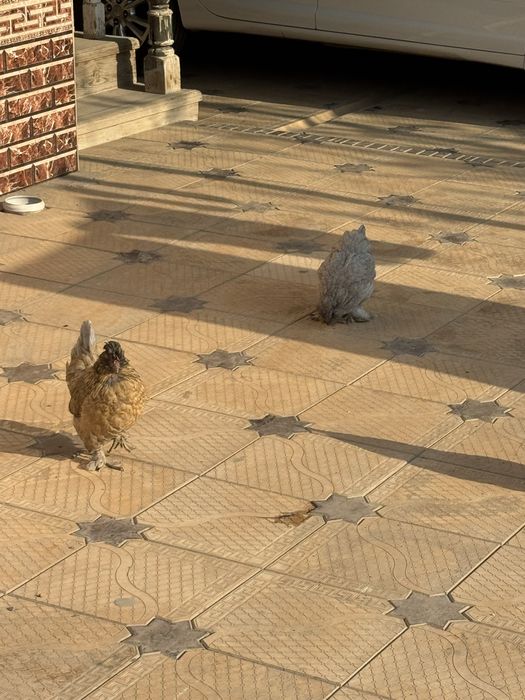 yapon tovuqlari sotiladi