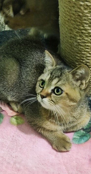 Котята скоттиш страйт