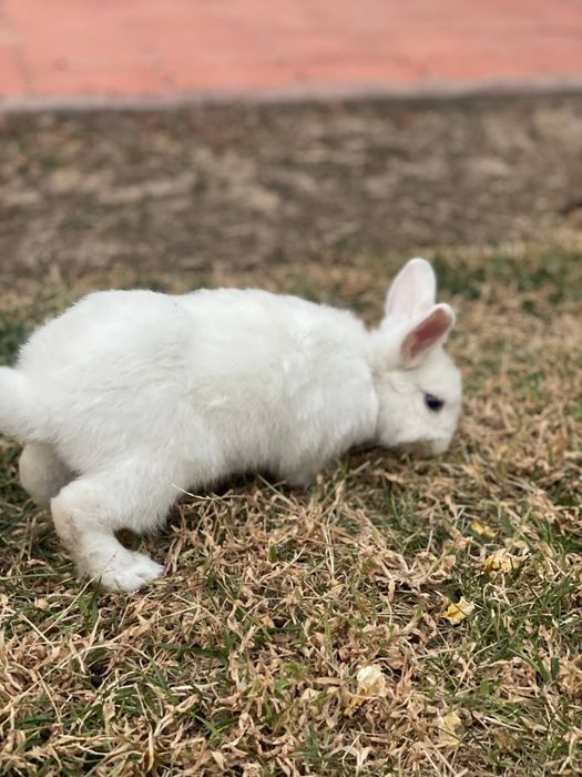 Продается декоративный кролик!