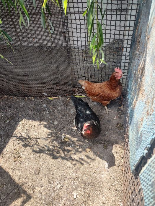 Vând găini de ouă