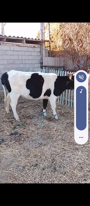 Кунажын сатылады