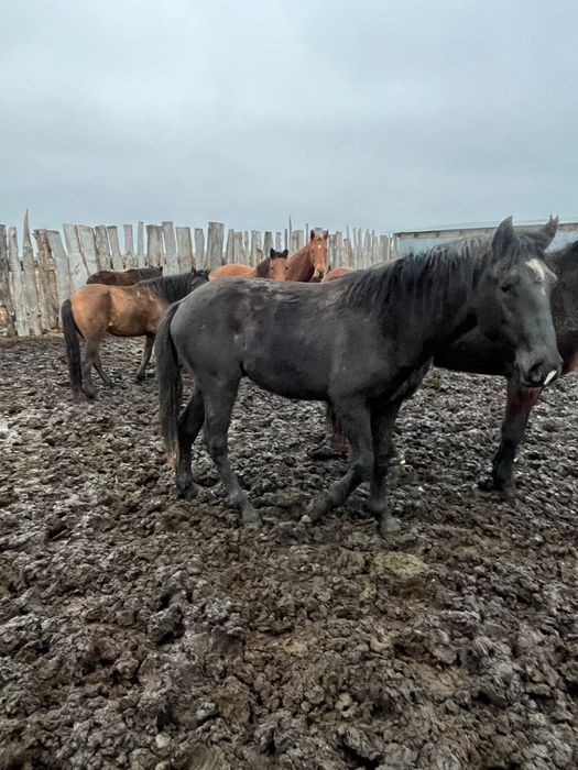 Лошадь на согым.