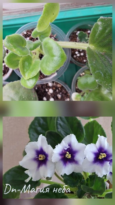 Детки от сортовых сенполий