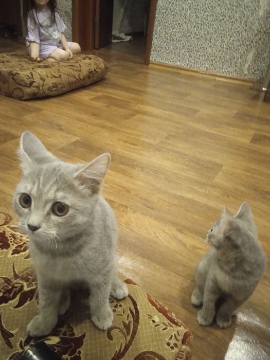 Котята,3 месяца,к лотку приучены, кушают хорошо