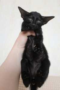 Черный ориентальный котик