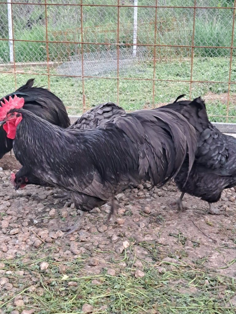 Vând ouă pt incubat