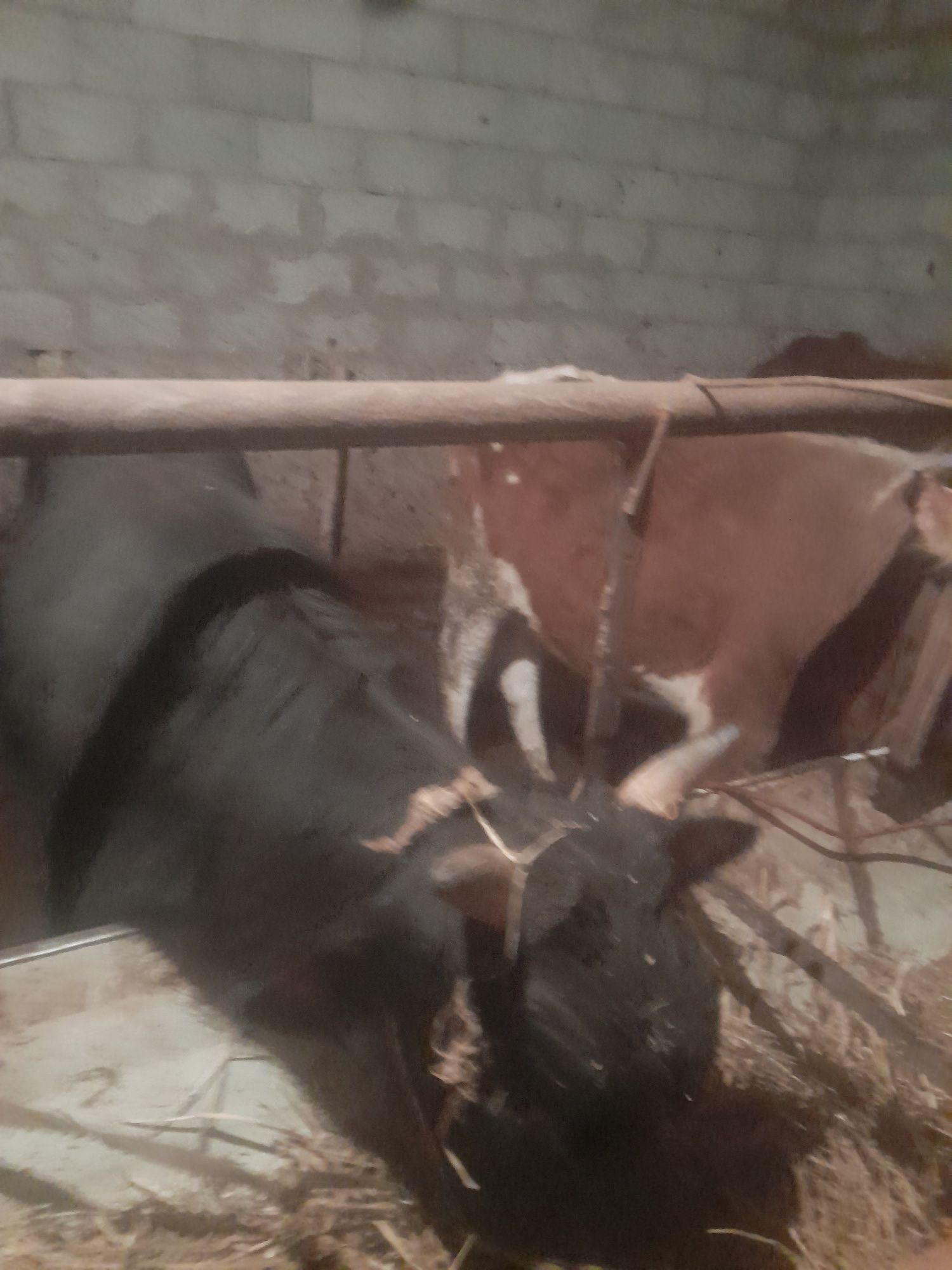Buqachalar sotiladi