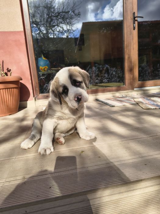 Ciobanesc de Asia Centrala(Alabai)