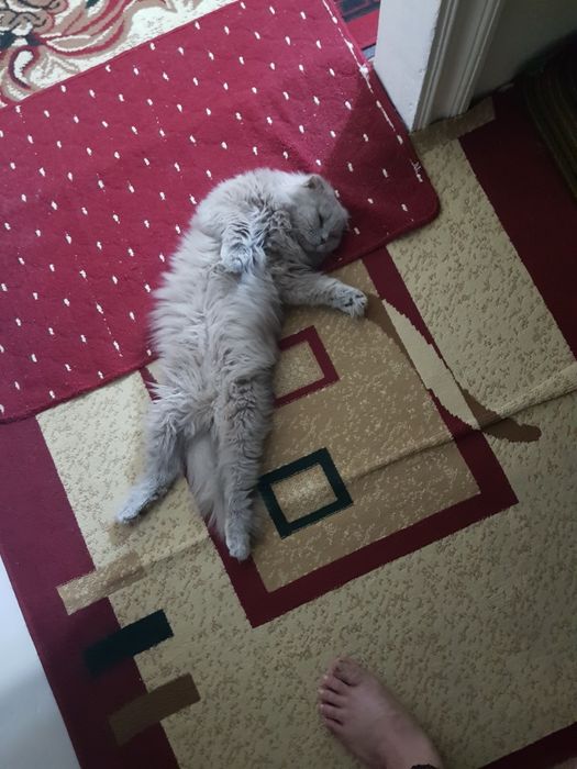 Продам кота британской породы