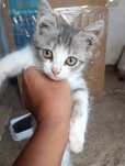 Милые котята  ищут дом