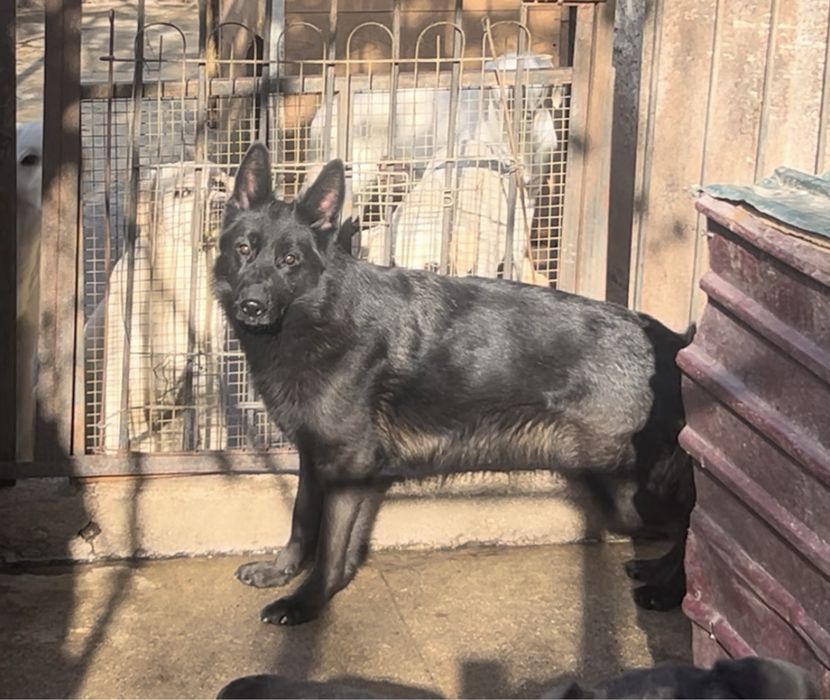 Немецкая овчарка, сука, 1.5 года