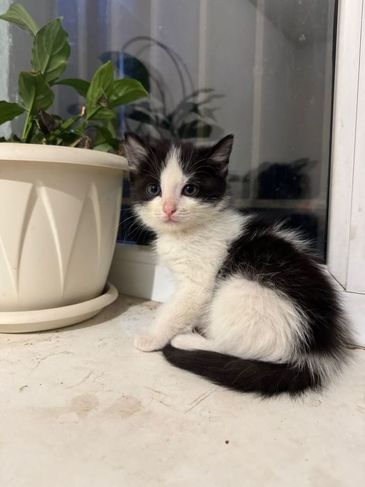 Отдам котят в хорошие руки